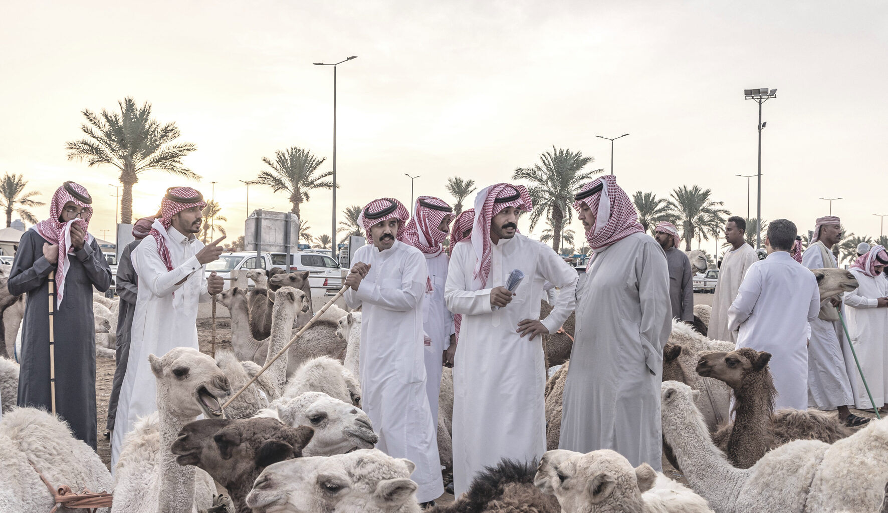 Kamelmarkt in Saudi-Arabien