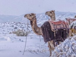 Schnee in saudi arabien