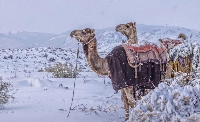 Schnee in saudi arabien